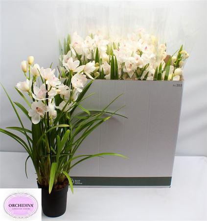 <h4>Cymb Overig White 4 Tak</h4>