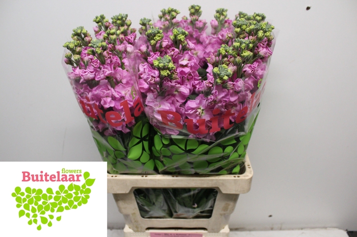 <h4>MATTH IRON PINK</h4>