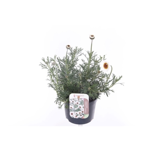 Rhodanthemum Casablanca