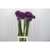 Allium Purple Sensation