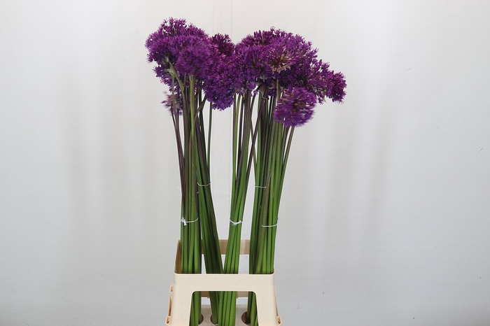 <h4>Allium Purple Sensation</h4>