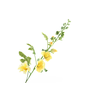 Alcea Large Yellow