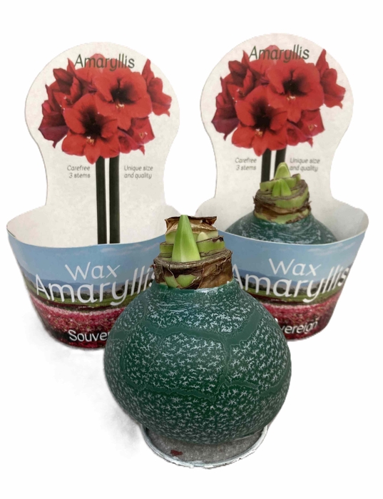 <h4>HIPPEASTRUM-HYBRID P14</h4>