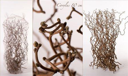 <h4>Coryl Av Contorta</h4>