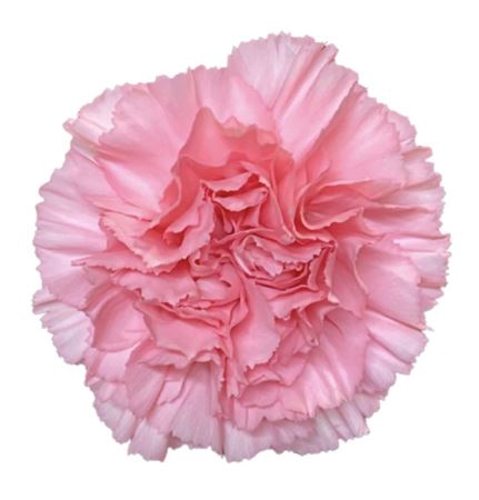 <h4>Dianthus st betsy</h4>