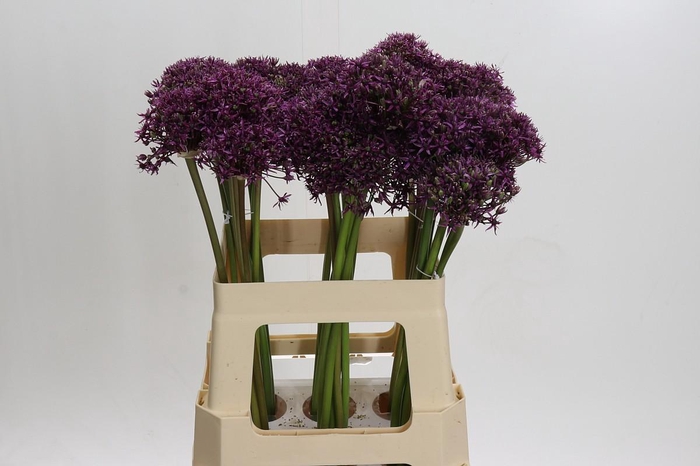 <h4>Allium Miami</h4>