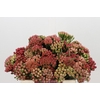 Kaaps Groen Red Brunia Medium