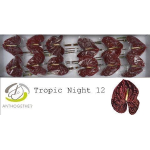 Anthurium Tropic Night