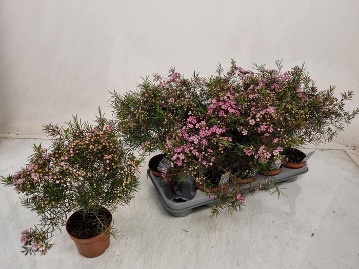 <h4>CHAMEL U OV</h4>