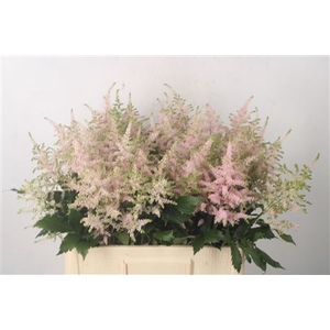 Astilbe Europa Light Pink
