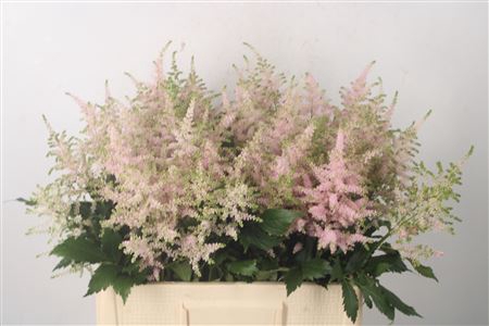 <h4>Astilbe Europa Light Pink</h4>