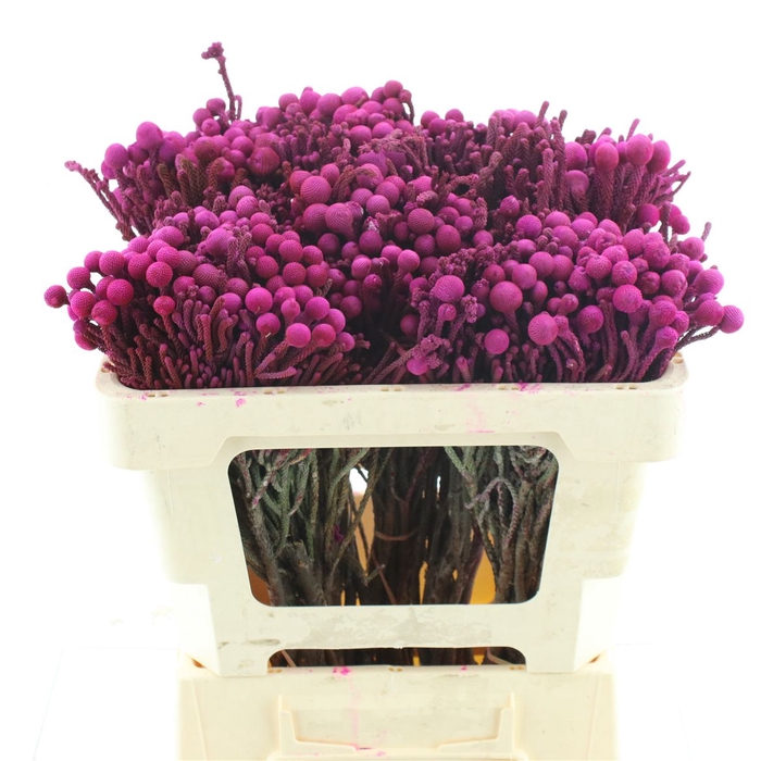 <h4>Brunia Klb Pink</h4>