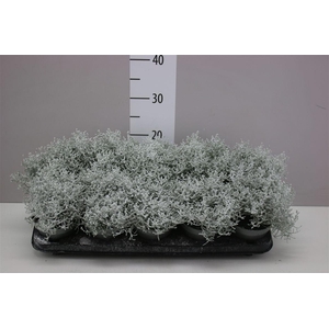 Calocephalus Br Challenge Snow