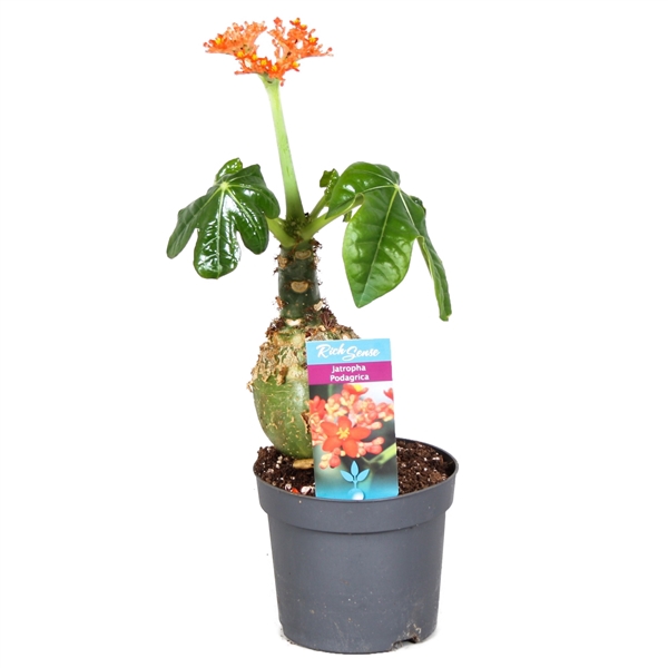 <h4>Jatropha Podagrica oranje</h4>