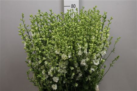 <h4>Cons R Q White</h4>