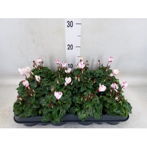 Cyclamen KL 'Verano Victoria'