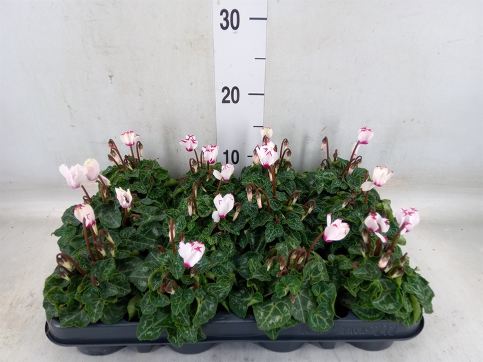 <h4>Cyclamen KL 'Verano Victoria'</h4>
