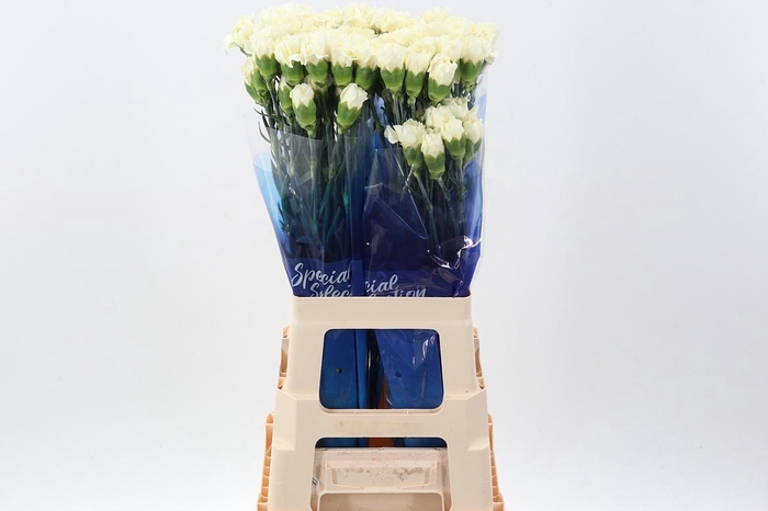 <h4>Di St Rodas Creme hi</h4>