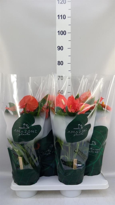 <h4>Anthurium andr. 'Florida'</h4>