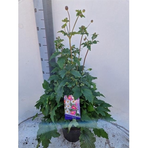 ANEM X HYBRIDA