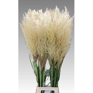 CORTADERIA SELLOANA 'EVITA' CORTADE