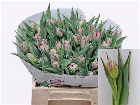 <h4>Tu Du Flash Point</h4>