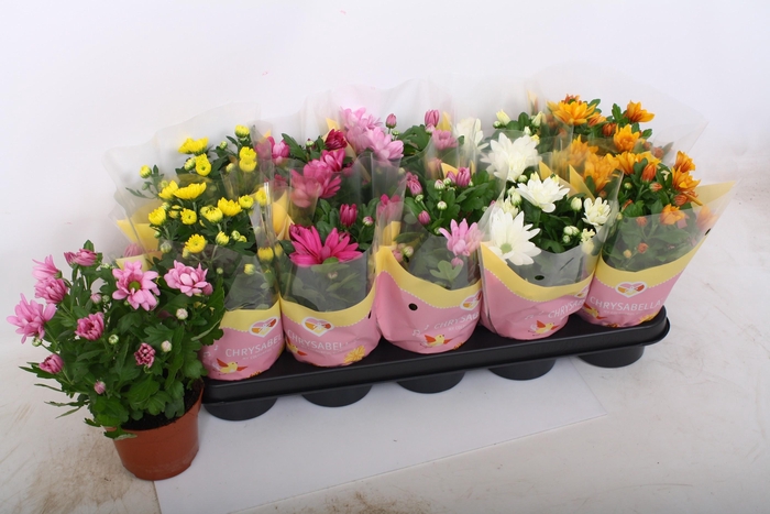 <h4>CHRYS GEM 5 KL</h4>