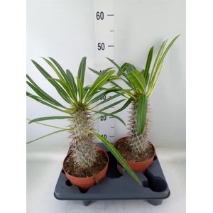 Pachypodium lamerei