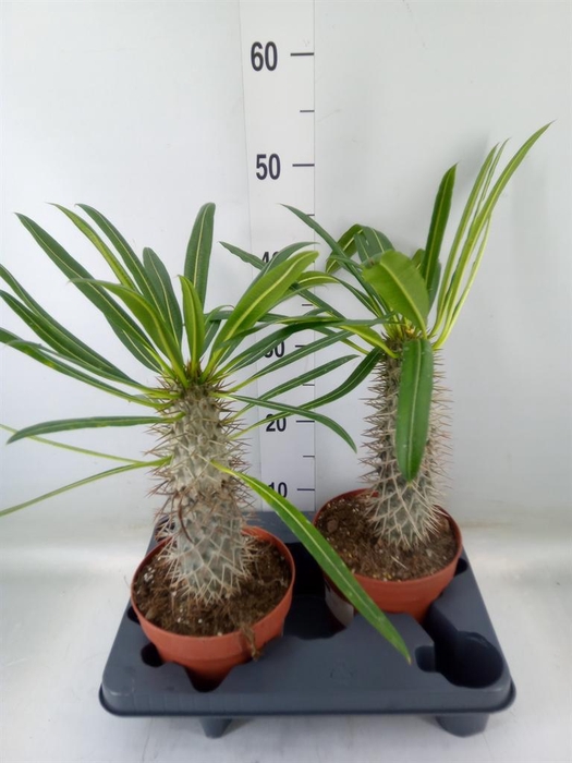 <h4>Pachypodium lamerei</h4>