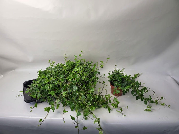 <h4>HED HE TAMARA</h4>