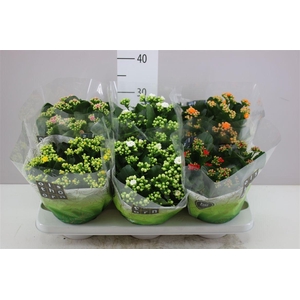Kalanchoe Calandiva Mix