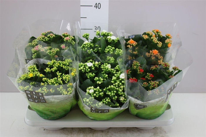 <h4>Kalanchoe Calandiva Mix</h4>