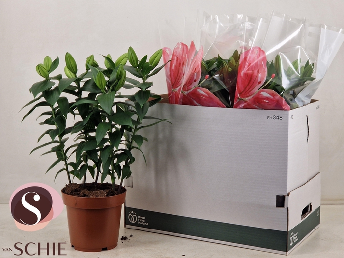 <h4>LIL OR REELEEZE</h4>