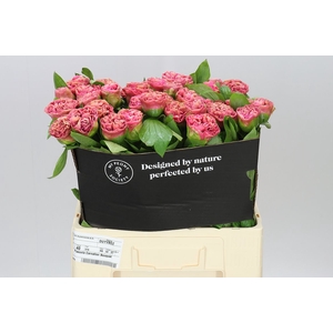 Paeonia Carnation Bouquet