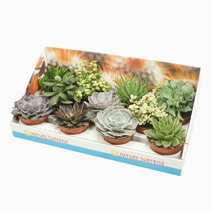 Succulenten mix 10,5 cm in presentatiedoos