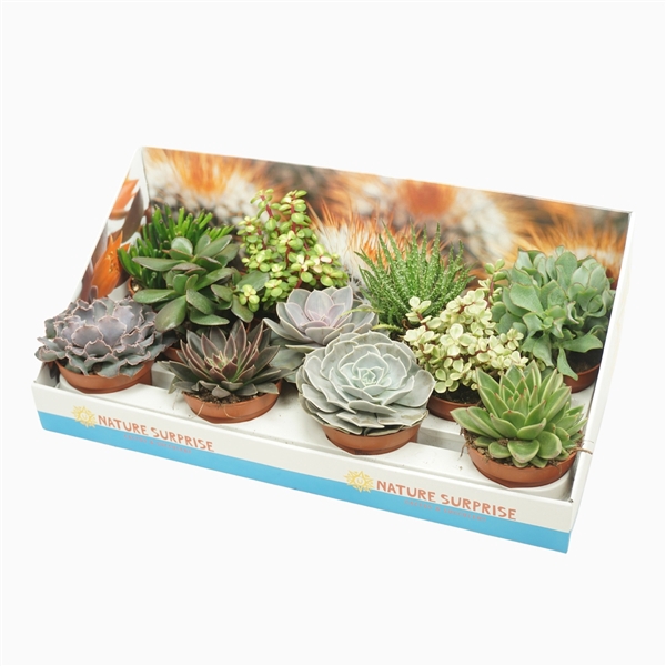 <h4>Succulenten mix 10,5 cm in presentatiedoos</h4>