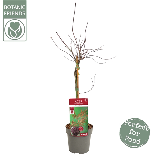 <h4>Acer palm. 'Crimson Queen' extra kwaliteit</h4>