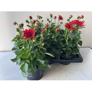 DAHL HYPNO RED