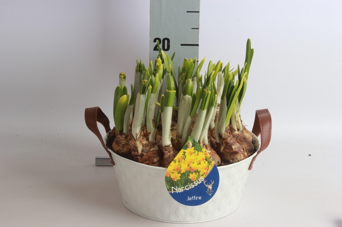 <h4>ARR NARCISSUS</h4>