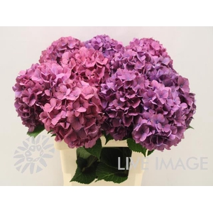 Hydrangea purple haze