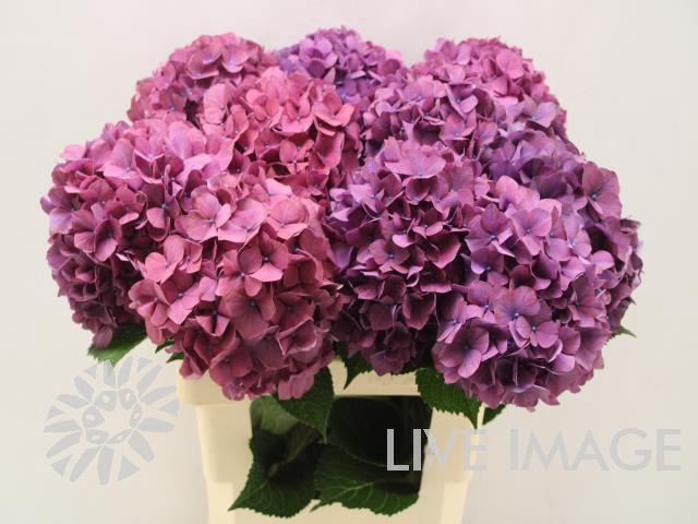 Hydrangea purple haze