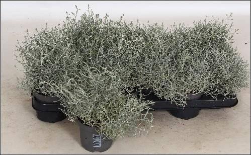 <h4>LEUCOPH BROWNII</h4>