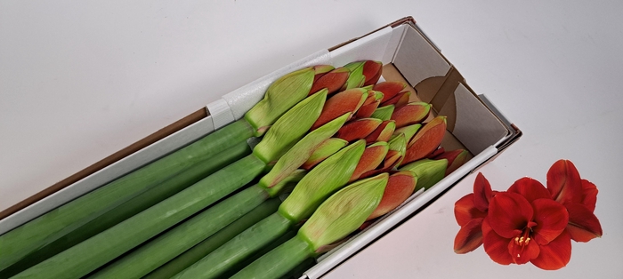 <h4>HIPP GA FERRARI</h4>