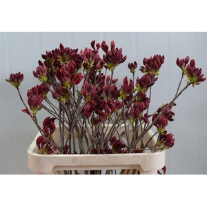 Rhodo ( Azalea ) Red 80 P Stem