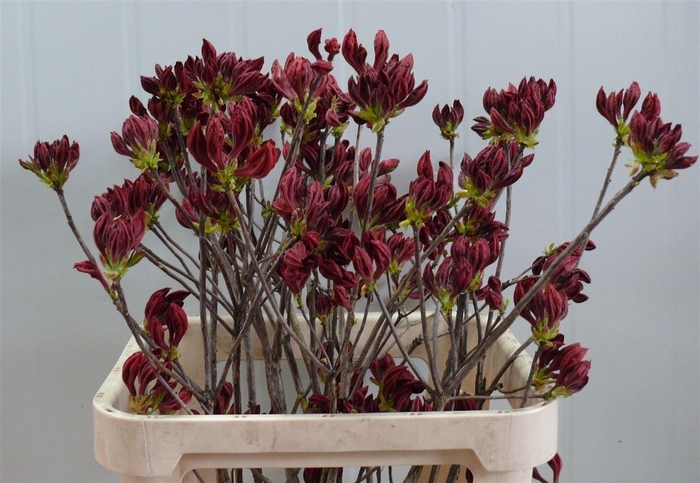 <h4>Rhodo ( Azalea ) Red 80 P Stem</h4>