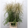Miscanthus White