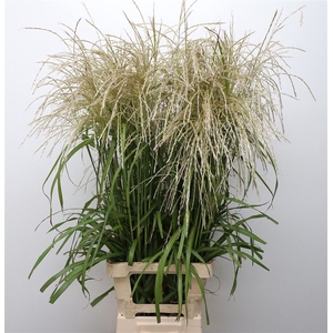 Miscanthus White