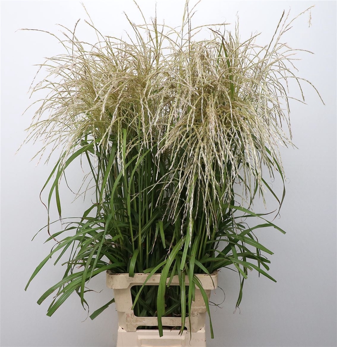 <h4>Miscanthus White</h4>