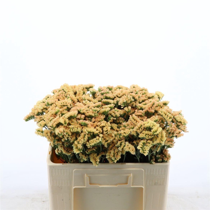 Statice Honey Apricot