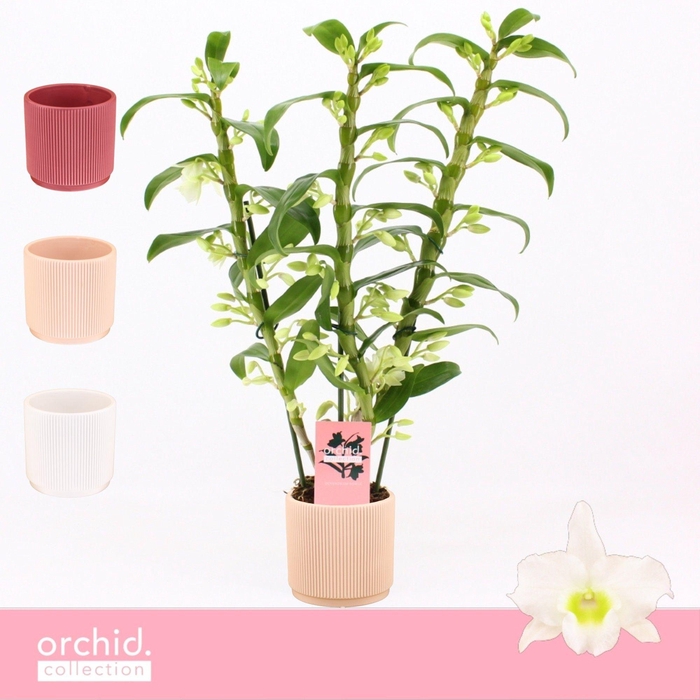 <h4>Dendrobium Nobilé, Apollon 3-spike in Horizon Ribble 'Orchid Collection'</h4>